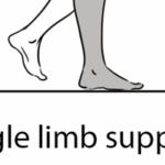 Beschreibung der einzelnen Gangphasen