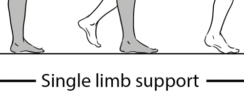 Beschreibung der einzelnen Gangphasen