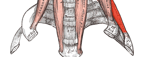 Aufbau der Nackenmuskulatur