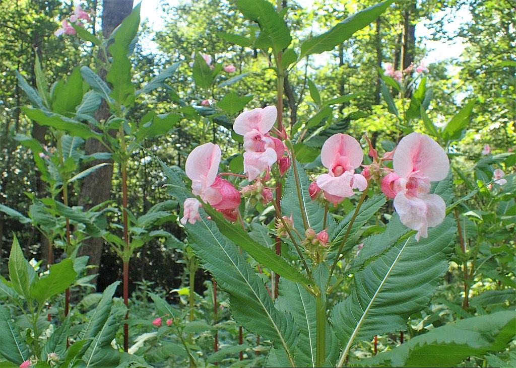 Das invasive drüsige Springkraut wird zurückgedrängt